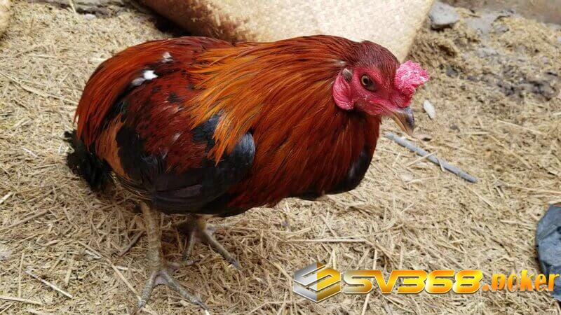 Một vài biểu hiện khi gà bị hóc thức ăn