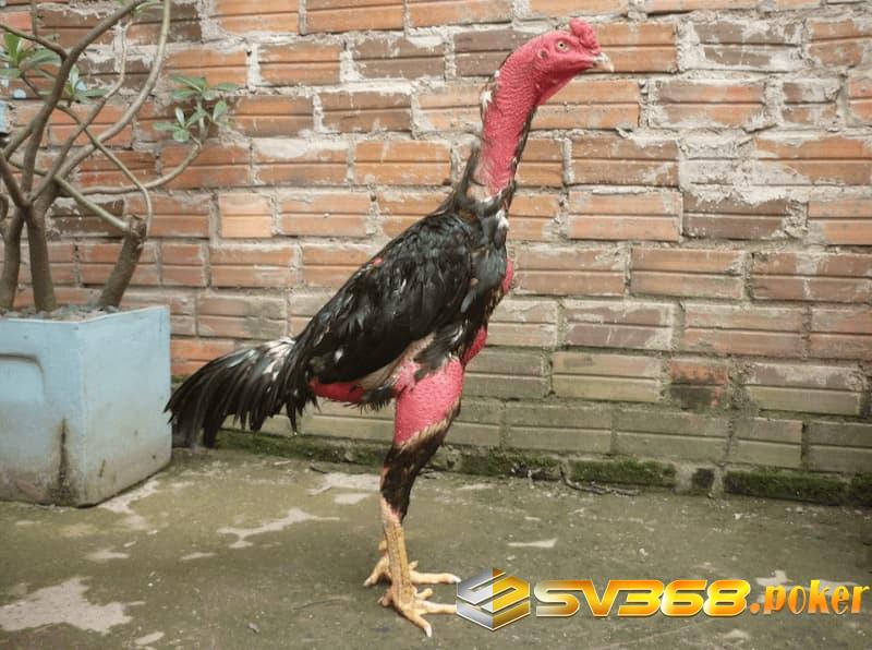 Nguyên nhân gà bị bệnh - cách trị gà đá bị hóc