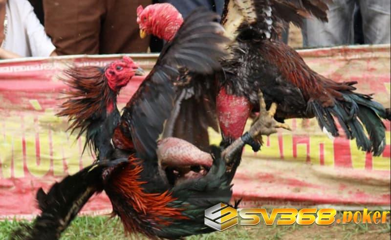 Huấn luyện chiến kê điều độ