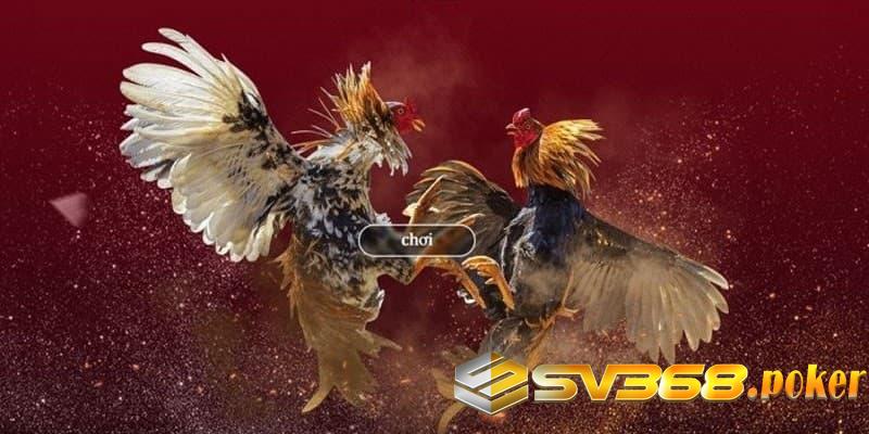 Cách tham gia cá cược Đá gà SV368