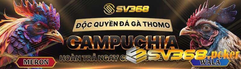 SV368 - trực tiếp độc quyền gà đá Thomo
