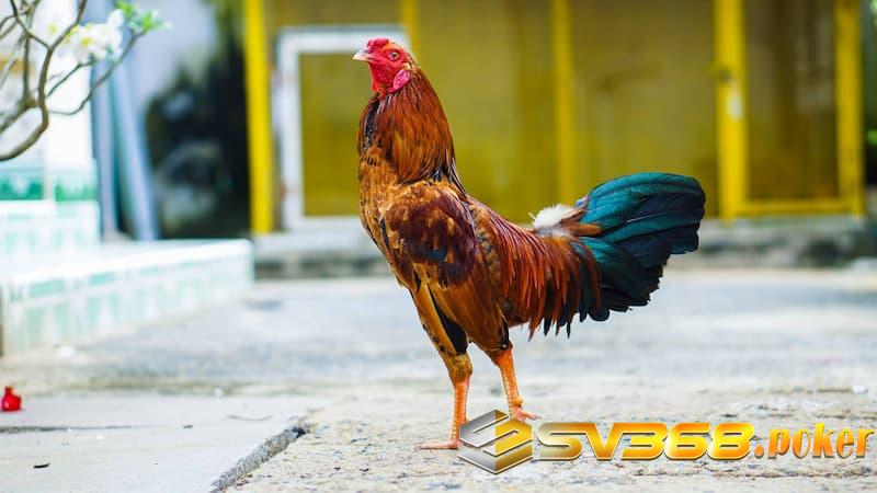 Dùng rượu xoa bóp cho chiến kê