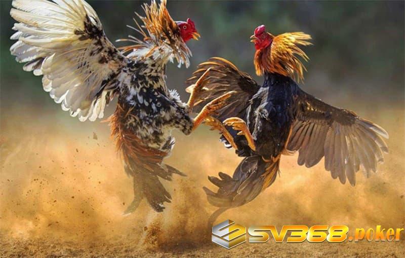 Phương pháp chăm sóc gà đá thở nhiều