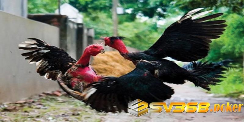 Cách nuôi gà chọi cho người mới chọi: Xổ gà