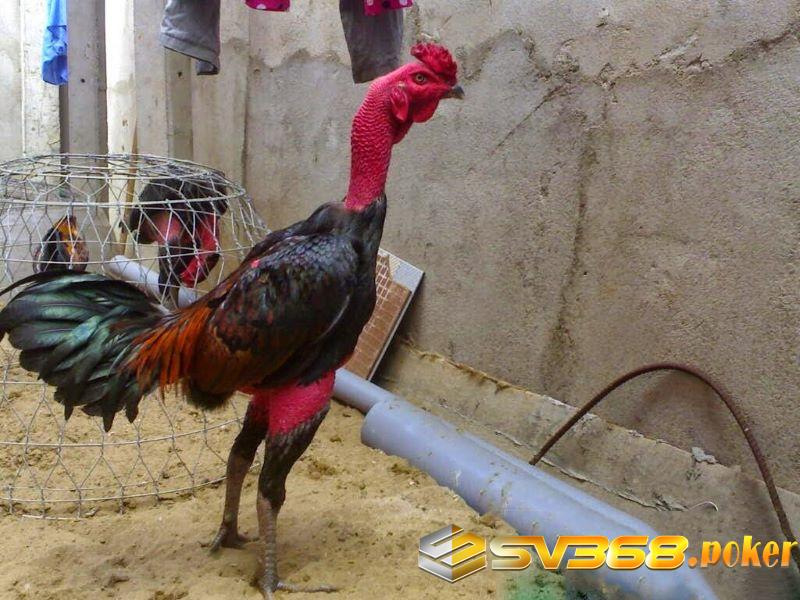 Sử dụng hỗn hợp nghệ và rượu để da gà đỏ đẹp, săn chắc
