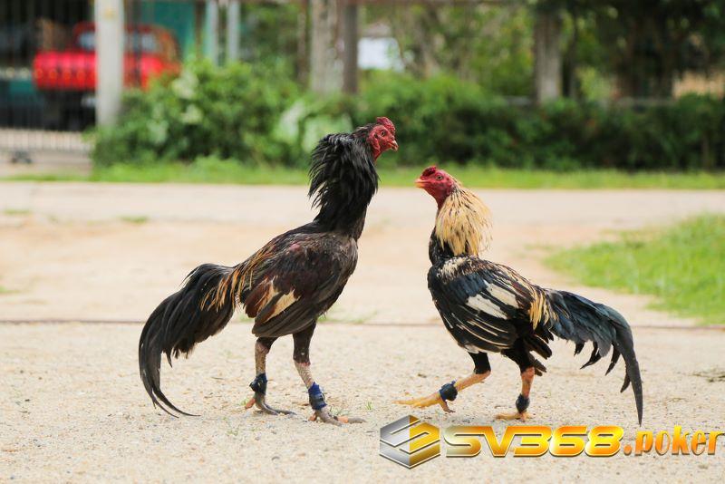 Cách nuôi gà chọi đỏ đẹp bằng cách phun rượu và om bóp