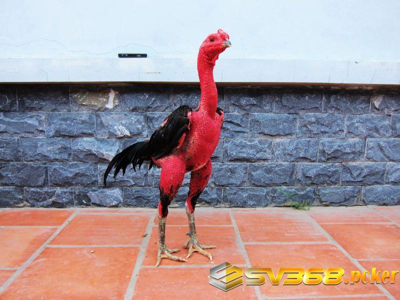 Cách nuôi gà chọi đỏ đẹp bằng các bài tập