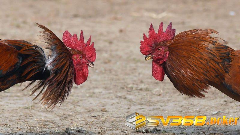 Tác dụng của các cách nuôi gà chọi đỏ đẹp