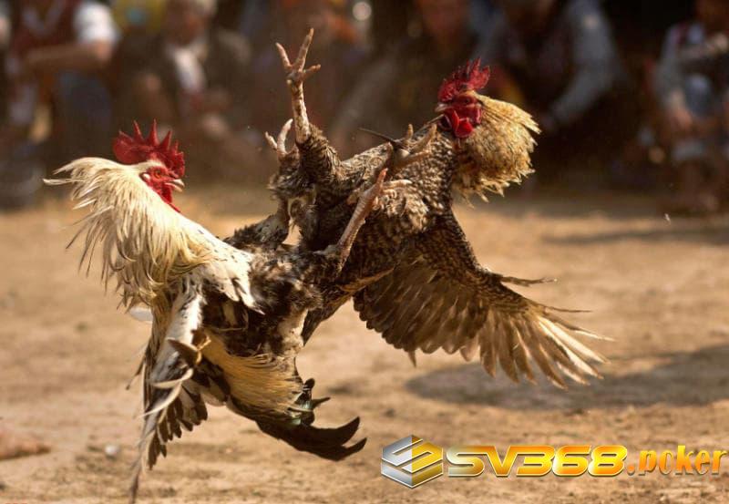 Giải đáp gà chọi đá 3 hồ nghỉ mấy ngày có nghĩa là gì?