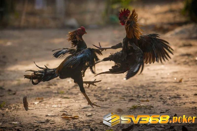 Chế độ cho gà phục sinh