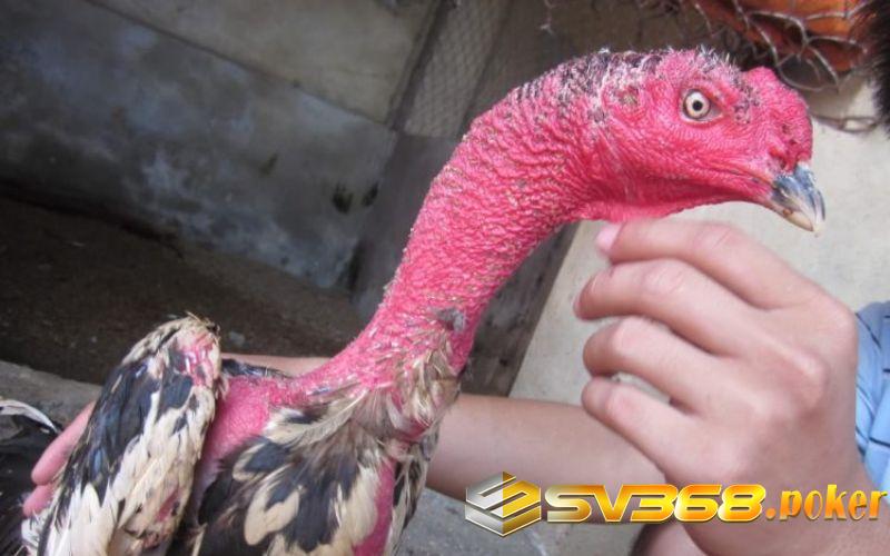 Gà chọi cổ to thường có nhiều ưu thế trong trận đấu