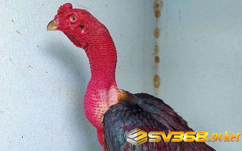 Vô cổ để làm to cổ gà