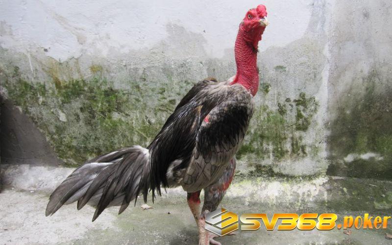 Cho gà luyện tập đều đặn và nghỉ ngơi phù hợp