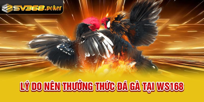 Lý do nên thưởng thức đá gà tại Ws168