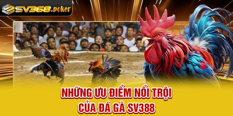Những ưu điểm nổi trội của đá gà Sv388