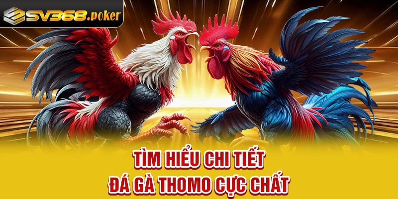 Tìm hiểu chi tiết đá gà thomo cực chất